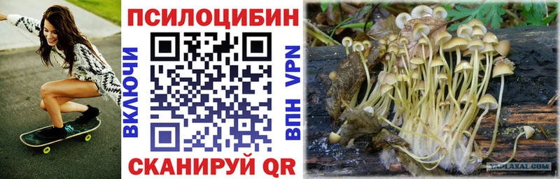 как найти закладки  Плёс  Галлюциногенные грибы Psilocybe 